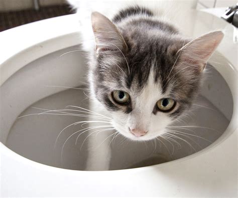 Is Toilet Training Cats Bad? Exploring the Whiskers and Whys of Feline Potty Practices